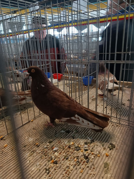  - Zburator Roșu de Târgoviște - porumbei matcă