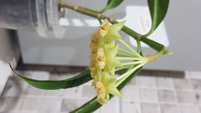  - platycaulis