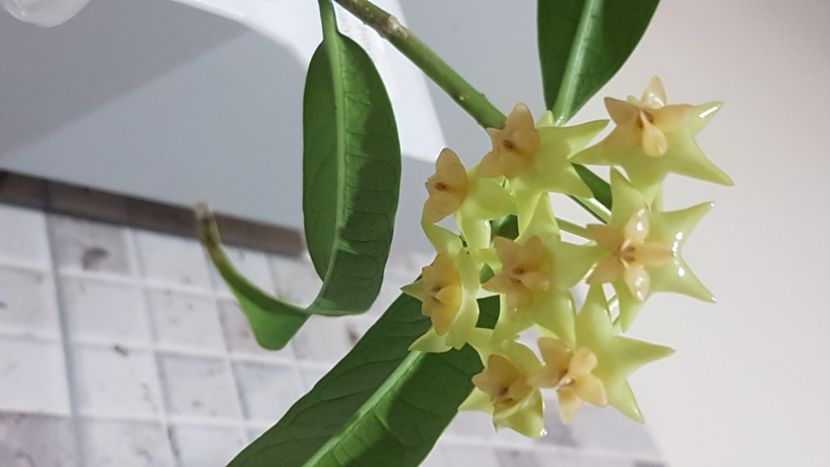  - platycaulis