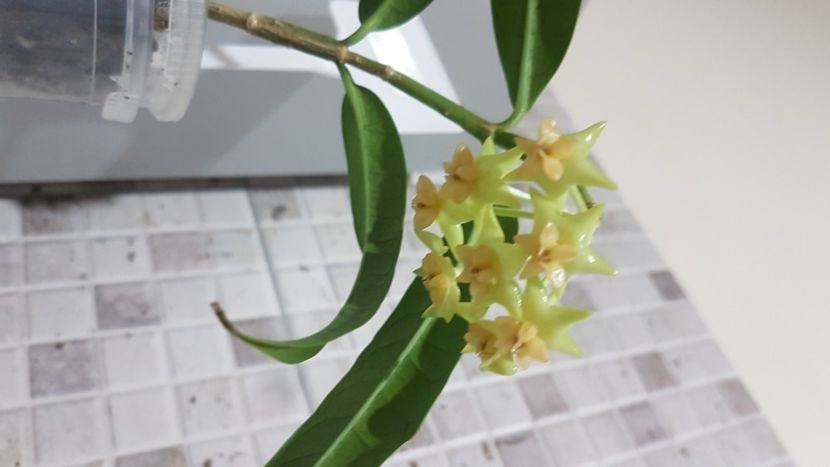  - platycaulis