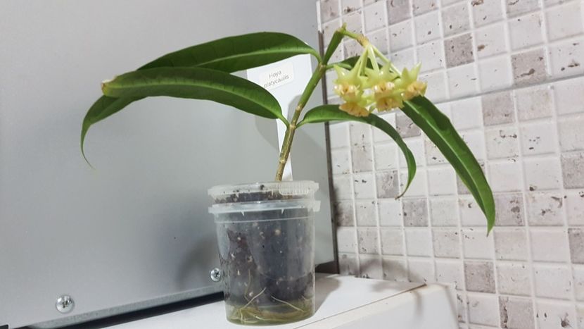  - platycaulis