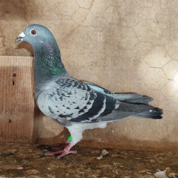 Femela 23-084 - Porumbei vanduti