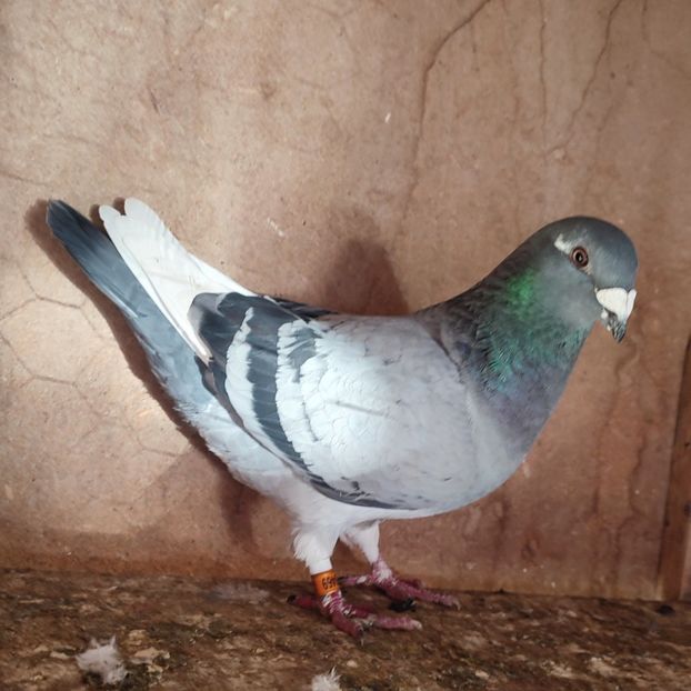 Femela 24-469 - Vânat list