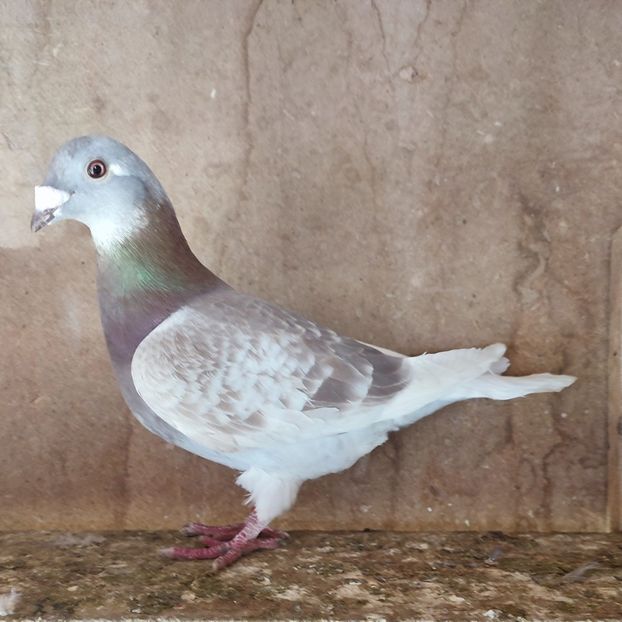 Femela 22-653 - Porumbei vanduti