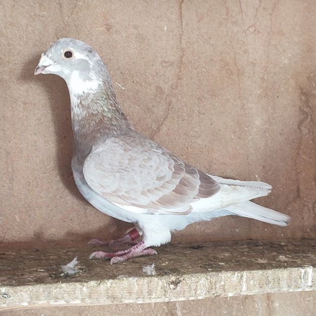 Femela 20-634 - Porumbei vanduti