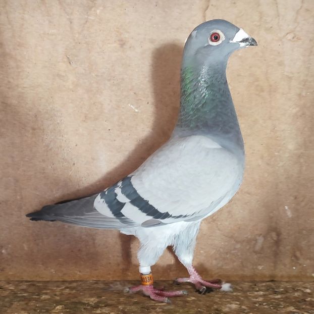 Femela 24-334 - Porumbei vanduti