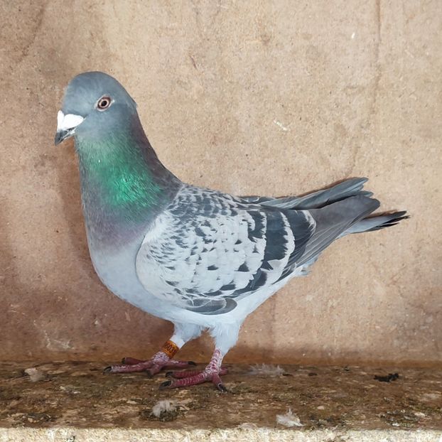 Femela 24-310 - Porumbei vanduti