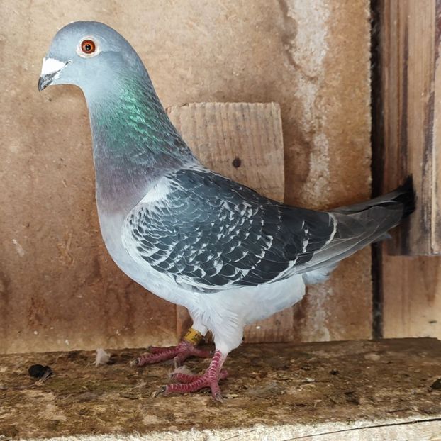 Femela 23-827 - Porumbei vanduti