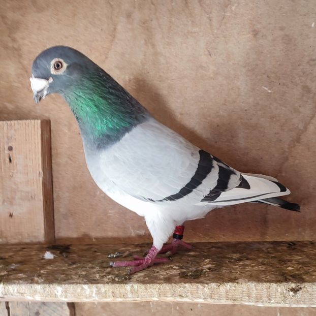 Mascul 22-649 - Vânat list