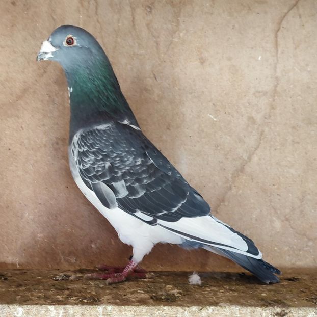 Mascul 23-868 - Porumbei vanduti