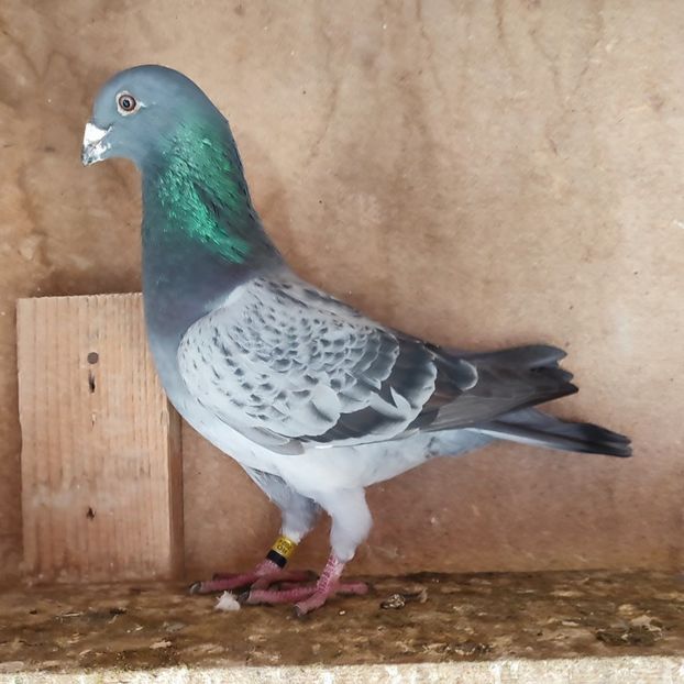 Mascul 24-980 - Marmorat