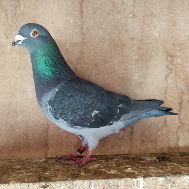 Mascul 19-182 - Porumbei vanduti