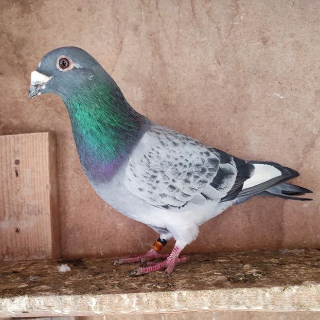 Mascul 24-489 - Stropit list