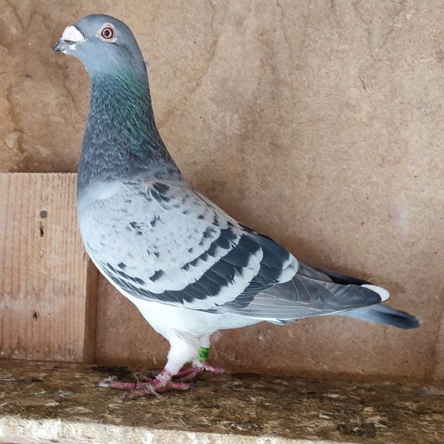 Femela 23-214....-10 lei - Porumbei vanduti