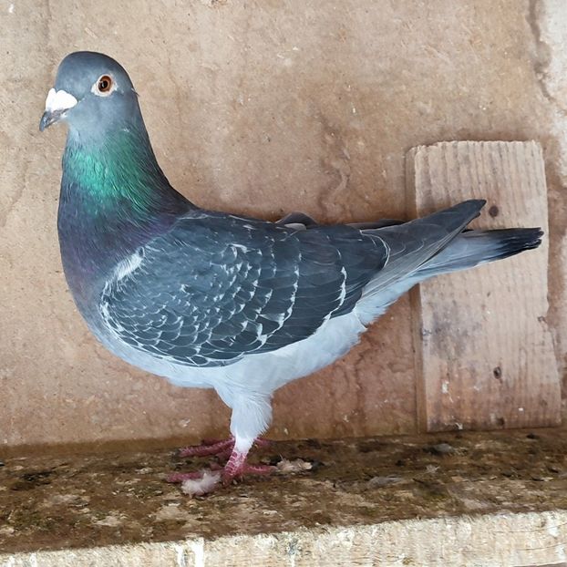 Femela 23-732 - Porumbei vanduti