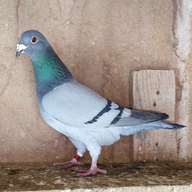 Femela 22-651 - Porumbei vanduti