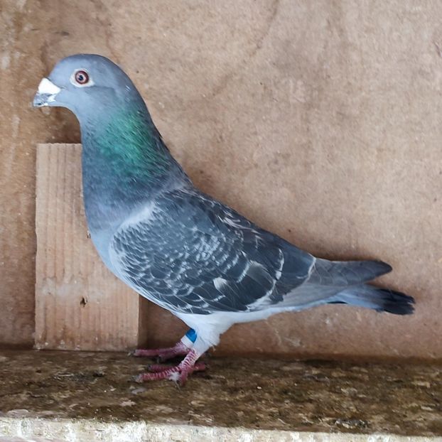 Femela 22-197 - Porumbei vanduti