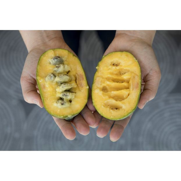 Pawpaw Sunflower - Noutati 2024