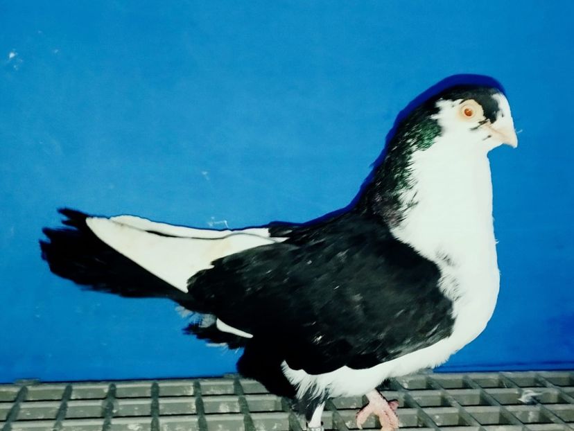 8478  Femelă  2020 - 00001 porumbei dragi mie arhivă