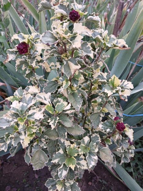  - 0 Hibiscus syriacus purpurea variegatus-