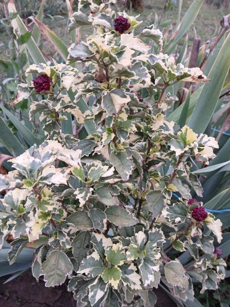  - 0 Hibiscus syriacus purpurea variegatus-