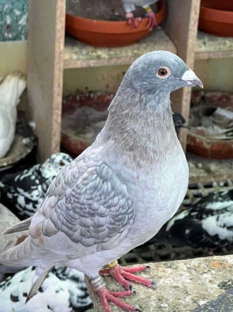  - Nu îmi aparțin 8