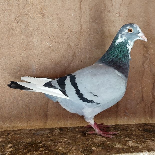 Mascul 24-038 - Porumbei vanduti