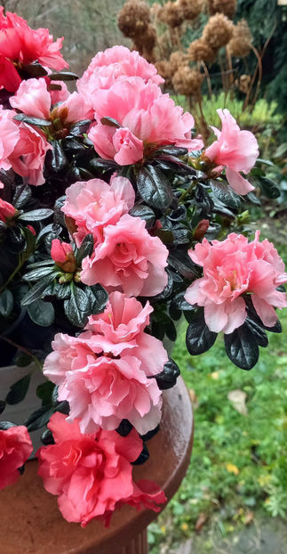  - 2024 - 04 - 2025 - 00 - Iarna