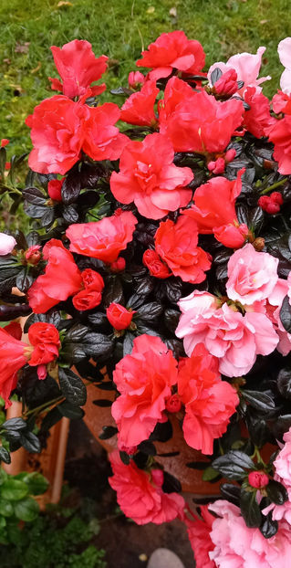  - 2024 - 04 - 2025 - 00 - Iarna