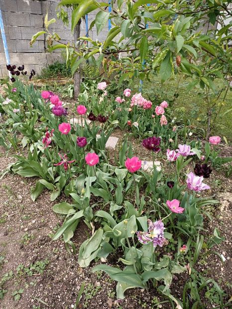 Img.2024.04.27 - A doua grădină 2