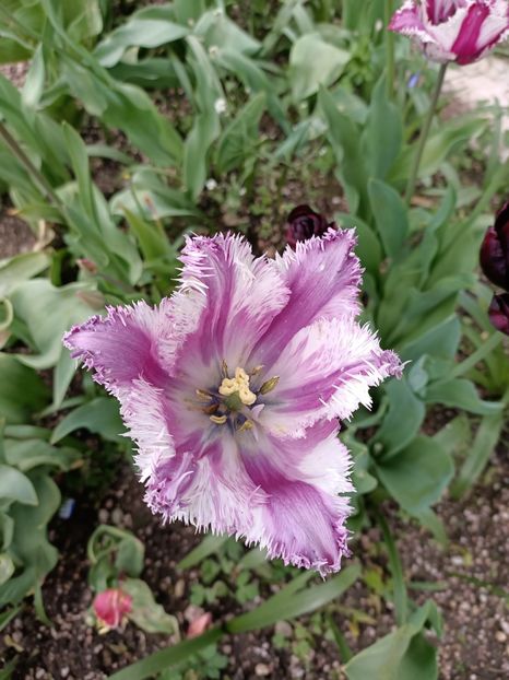 Img.2024.04.27 - A doua grădină 2