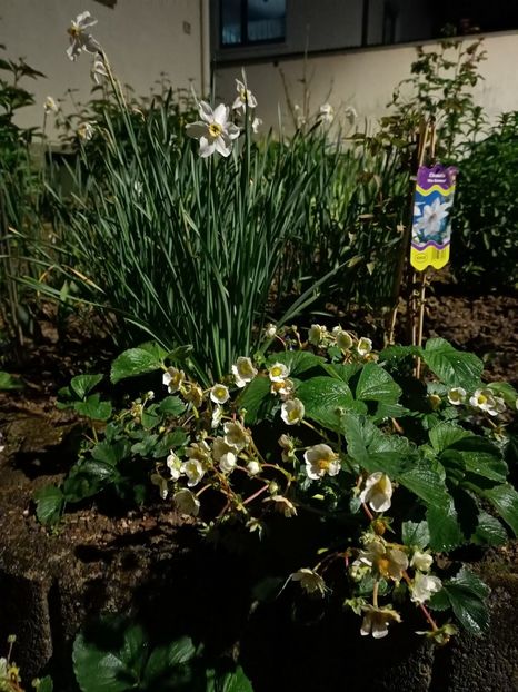 Img.2024.04.27 - A doua grădină 2