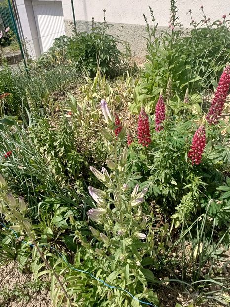 Img.2024.05.11 - A doua grădină 2