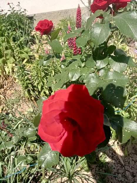 Img.2024.05.11 - A doua grădină 2