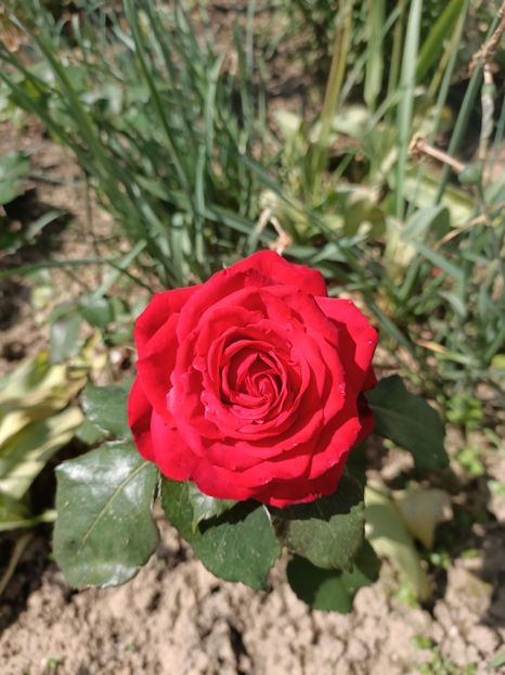 Img.2024.05.11 - A doua grădină 2