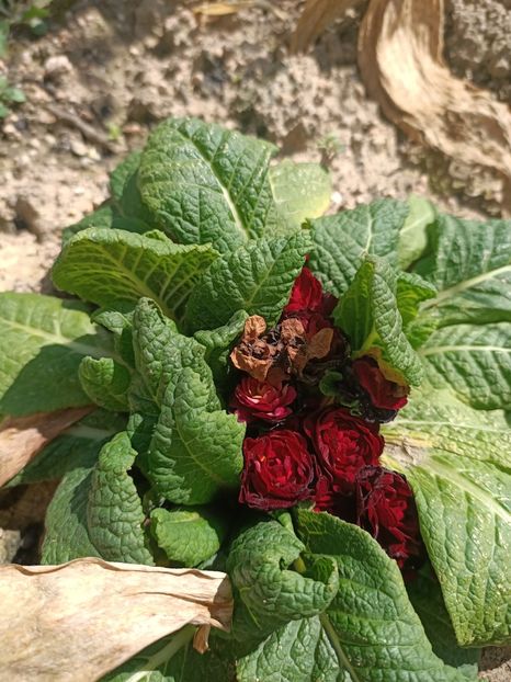 Img.2024.05.11 - A doua grădină 2