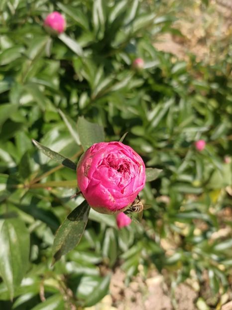 Img.2024.05.11 - A doua grădină 2