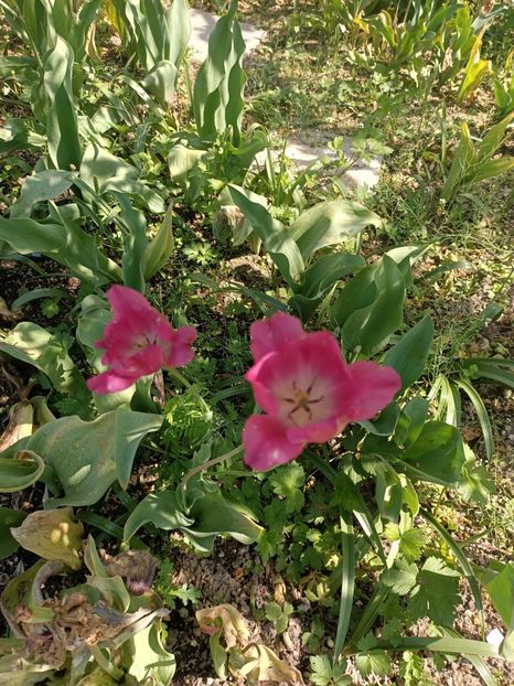 Img.2024.05.11 - A doua grădină 2