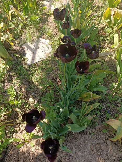 Img.2024.05.11 - A doua grădină 2