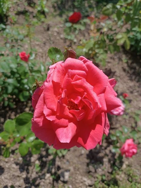 Img.2024.05.11 - A doua grădină 2