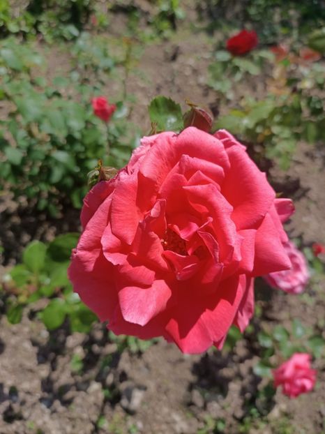 Img.2024.05.11 - A doua grădină 2