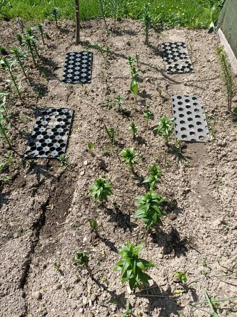 Img.2024.05.11 - A doua grădină 2