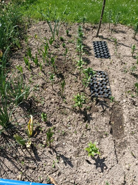 IMG.2024.05.11 - A doua grădină 2