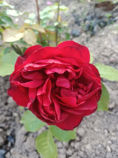 Img.2024.05.11 - A doua grădină 2