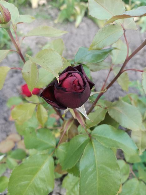 2024.05.11 - A doua grădină 2