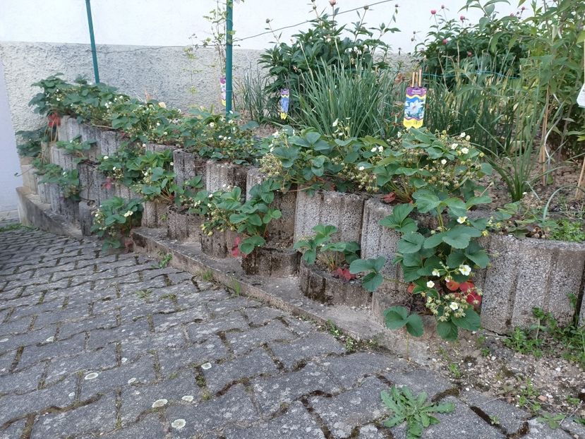 Img.2024.05.11 - A doua grădină 2