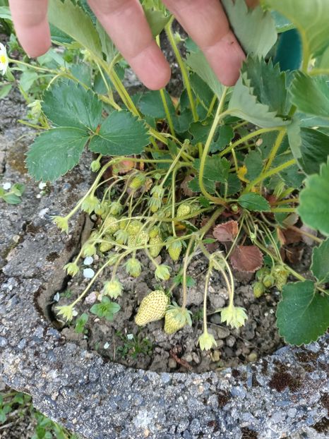 Img.2024.05.11 - A doua grădină 2