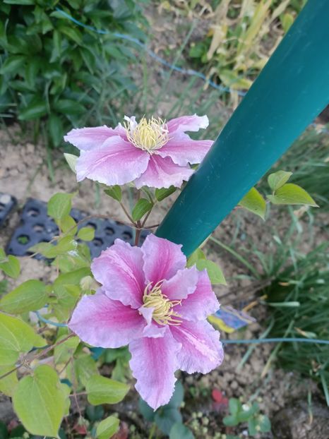 IMG20240511200430 - A doua grădină 2