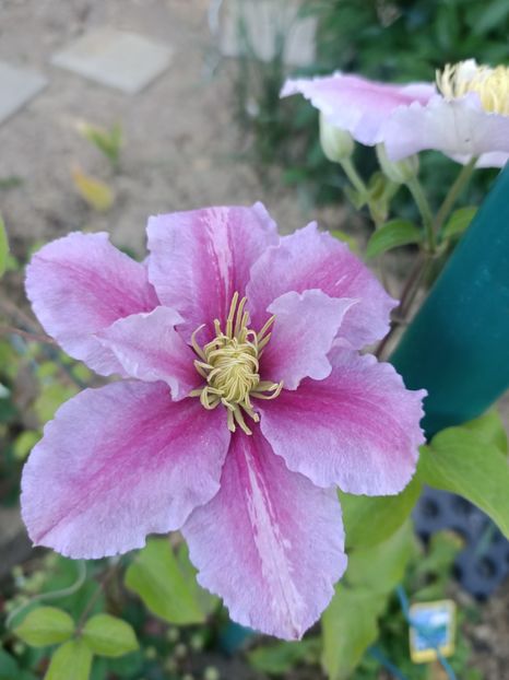 Img.2024.05.11 - A doua grădină 2