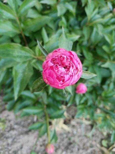 IMG20240511200521 - A doua grădină 2